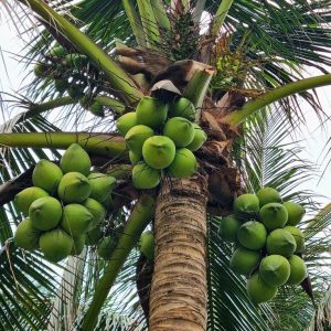 coconut (mature & young)