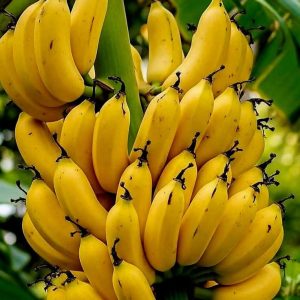 banana (cavendish)