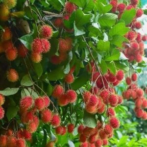 rambutan