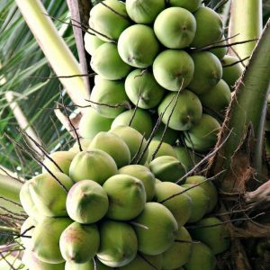 coconut (mature & young)