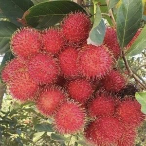 rambutan