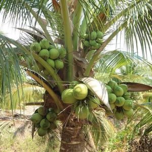 coconut (mature & young)