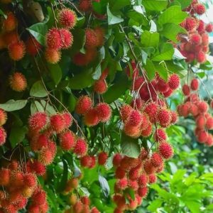 rambutan