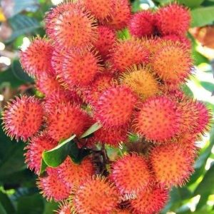 rambutan