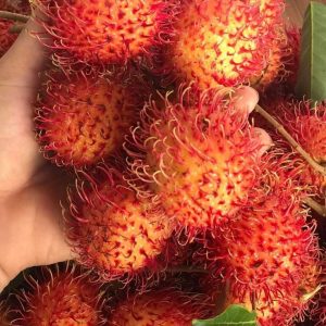 rambutan
