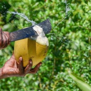 coconut (mature & young)