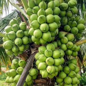 coconut (mature & young)