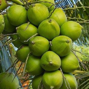 coconut (mature & young)