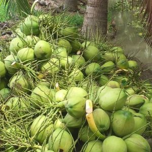 coconut (mature & young)