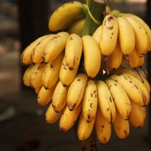 banana (cavendish)