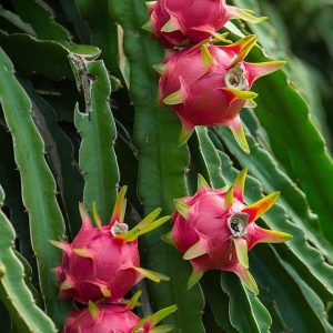 dragon fruit (white & red flesh)