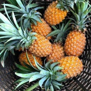 pineapple (queen & cayenne)