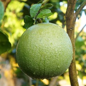 pomelo (da xanh)