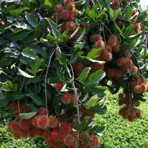 rambutan