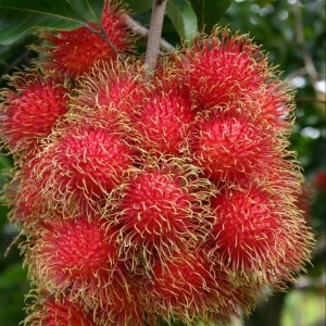 rambutan