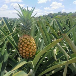 pineapple (queen & cayenne)