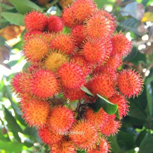 rambutan