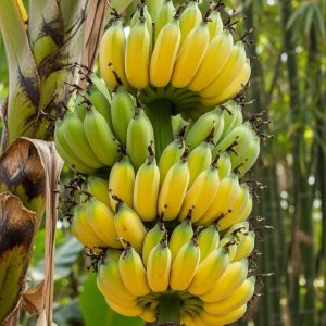 banana (cavendish)