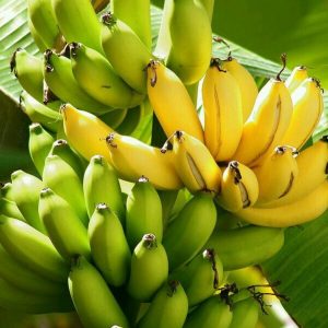 banana (cavendish)