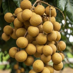 longan
