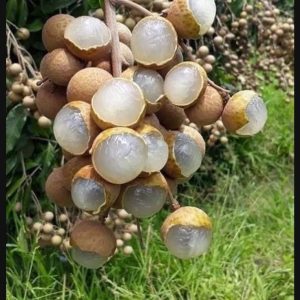 longan