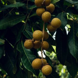 longan