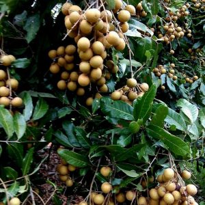 longan