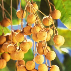 longan