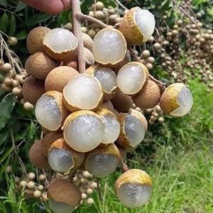 longan