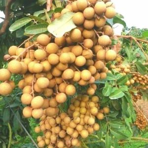 longan