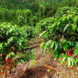 robusta coffee (green)