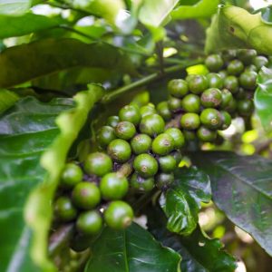 robusta coffee (green)