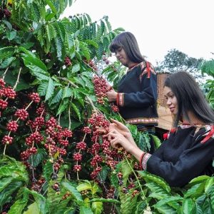 robusta coffee (green)