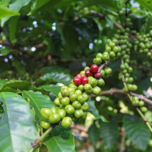 robusta coffee (green)