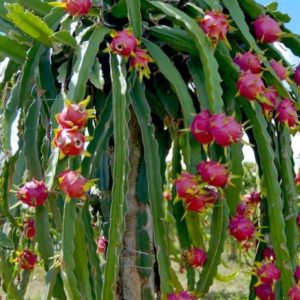 dragon fruit (white & red flesh)