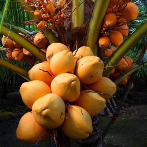 coconut (mature & young)