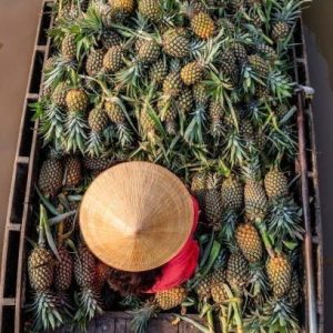 pineapple (queen & cayenne)